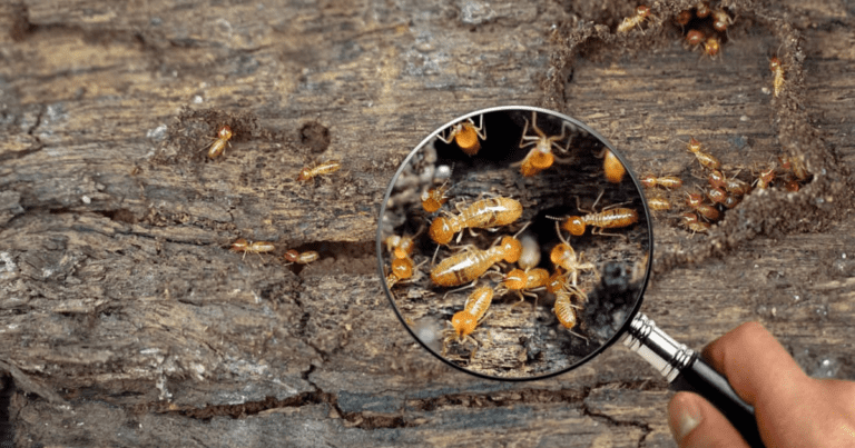 The Importance of Termite Inspection Services: Safeguarding Your Home with ZEE HOME INSPECTION