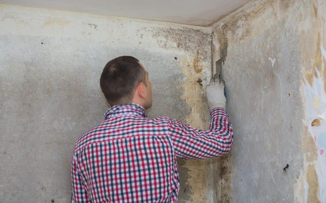 Mold Inspection