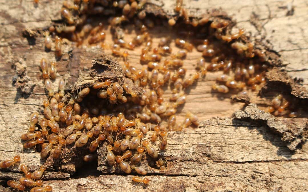 Termite Inspection